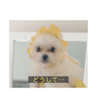 字幕犬(かわいーぬ)（個別スタンプ：12）