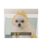 字幕犬(かわいーぬ)（個別スタンプ：13）