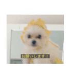 字幕犬(かわいーぬ)（個別スタンプ：14）