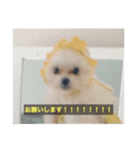 字幕犬(かわいーぬ)（個別スタンプ：15）