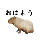 動く！ミームなカピバラと動物の仲間たち（個別スタンプ：2）