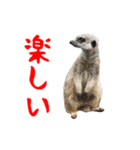 動く！ミームなカピバラと動物の仲間たち（個別スタンプ：9）