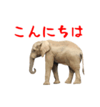 動く！ミームなカピバラと動物の仲間たち（個別スタンプ：11）