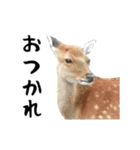 動く！ミームなカピバラと動物の仲間たち（個別スタンプ：13）