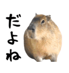 飛び出す！カピバラと動物の仲間たち（個別スタンプ：2）