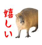 飛び出す！カピバラと動物の仲間たち（個別スタンプ：3）