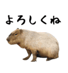 飛び出す！カピバラと動物の仲間たち（個別スタンプ：4）