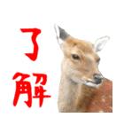 飛び出す！カピバラと動物の仲間たち（個別スタンプ：8）