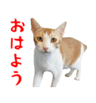 飛び出す！カピバラと動物の仲間たち（個別スタンプ：11）