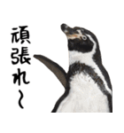 飛び出す！カピバラと動物の仲間たち（個別スタンプ：12）