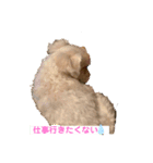 我が家のアイドル.ココ3（個別スタンプ：1）