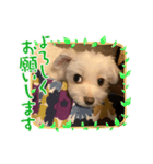 我が家のアイドル.ココ3（個別スタンプ：2）