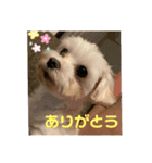我が家のアイドル.ココ3（個別スタンプ：4）
