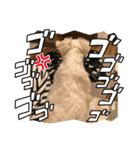 我が家のアイドル.ココ3（個別スタンプ：6）