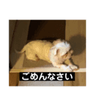 我が家のアイドル.ココ3（個別スタンプ：7）