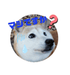 みんなと一緒 22（個別スタンプ：1）