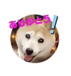 みんなと一緒 22（個別スタンプ：5）
