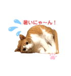 サンと私のあいさつ（個別スタンプ：1）