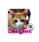 サンと私のあいさつ（個別スタンプ：4）