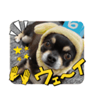 ふんふんのスタンプPart9♡（個別スタンプ：22）