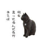 うちの可愛い3ニャンズwith フレンズ（個別スタンプ：9）