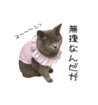 うちの可愛い3ニャンズwith フレンズ（個別スタンプ：11）