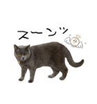 うちの可愛い3ニャンズwith フレンズ（個別スタンプ：13）