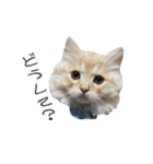 うちの可愛い3ニャンズwith フレンズ（個別スタンプ：14）