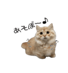 うちの可愛い3ニャンズwith フレンズ（個別スタンプ：15）