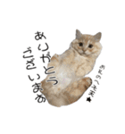 うちの可愛い3ニャンズwith フレンズ（個別スタンプ：16）