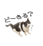 うちの可愛い3ニャンズwith フレンズ（個別スタンプ：18）