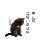うちの可愛い3ニャンズwith フレンズ（個別スタンプ：20）