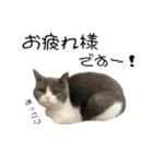 うちの可愛い3ニャンズwith フレンズ（個別スタンプ：21）