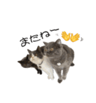うちの可愛い3ニャンズwith フレンズ（個別スタンプ：24）