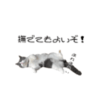 うちの可愛い3ニャンズwith フレンズ（個別スタンプ：25）