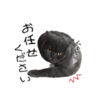 うちの可愛い3ニャンズwith フレンズ（個別スタンプ：27）