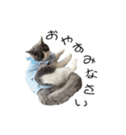 うちの可愛い3ニャンズwith フレンズ（個別スタンプ：36）