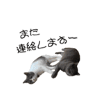 うちの可愛い3ニャンズwith フレンズ（個別スタンプ：39）