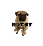 mugimogy（個別スタンプ：5）