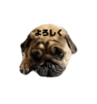 mugimogy（個別スタンプ：19）