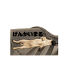 mugimogy（個別スタンプ：24）
