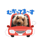 わんわんオールスターズ（個別スタンプ：17）