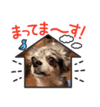わんわんオールスターズ（個別スタンプ：19）