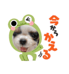 わんわんオールスターズ（個別スタンプ：28）