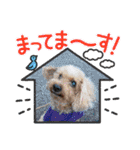 わんわんオールスターズ（個別スタンプ：29）