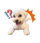 愛犬だいず⭐︎スタンプの巻（個別スタンプ：1）