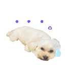 愛犬だいず⭐︎スタンプの巻（個別スタンプ：3）