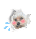 愛犬だいず⭐︎スタンプの巻（個別スタンプ：4）