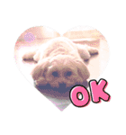 愛犬だいず⭐︎スタンプの巻（個別スタンプ：6）
