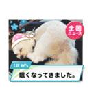 愛犬だいず⭐︎スタンプの巻（個別スタンプ：7）